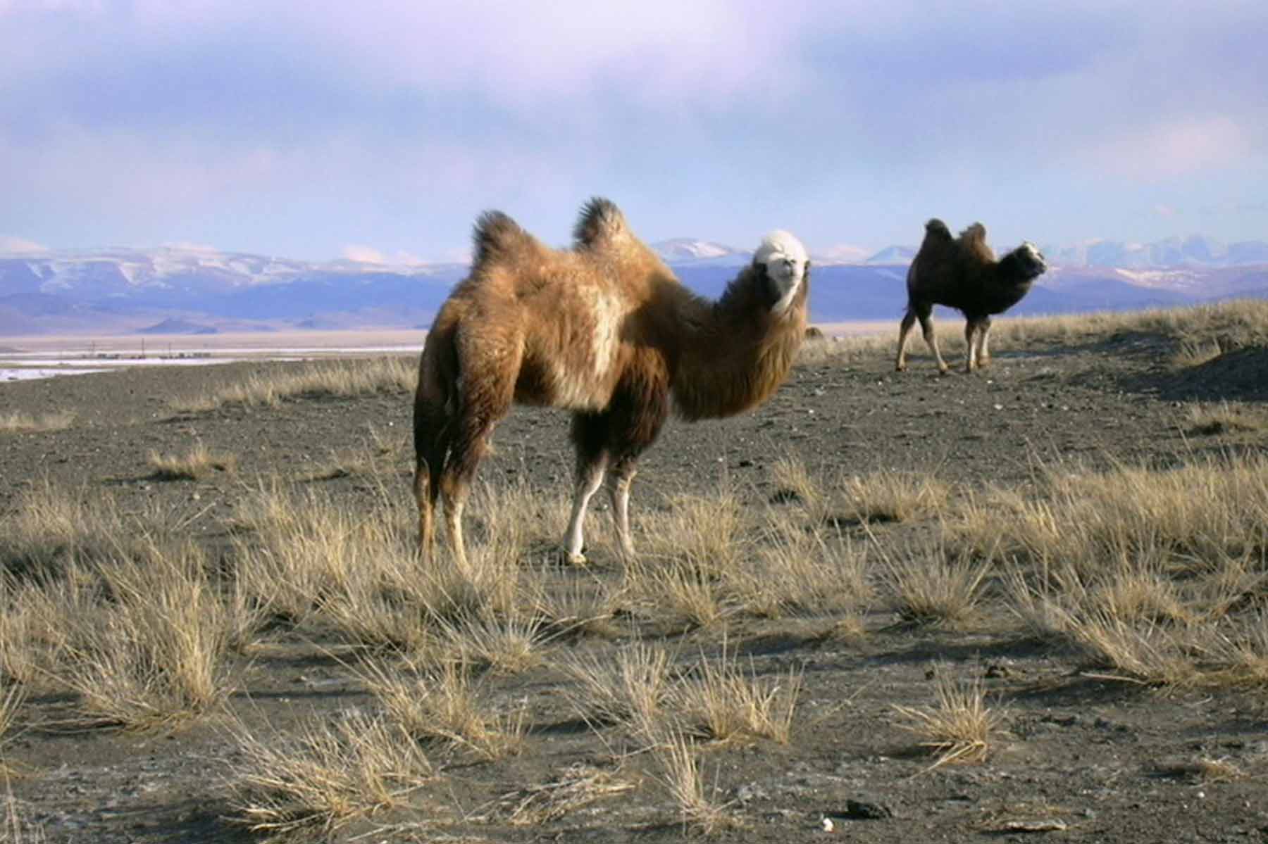 bacrian camel